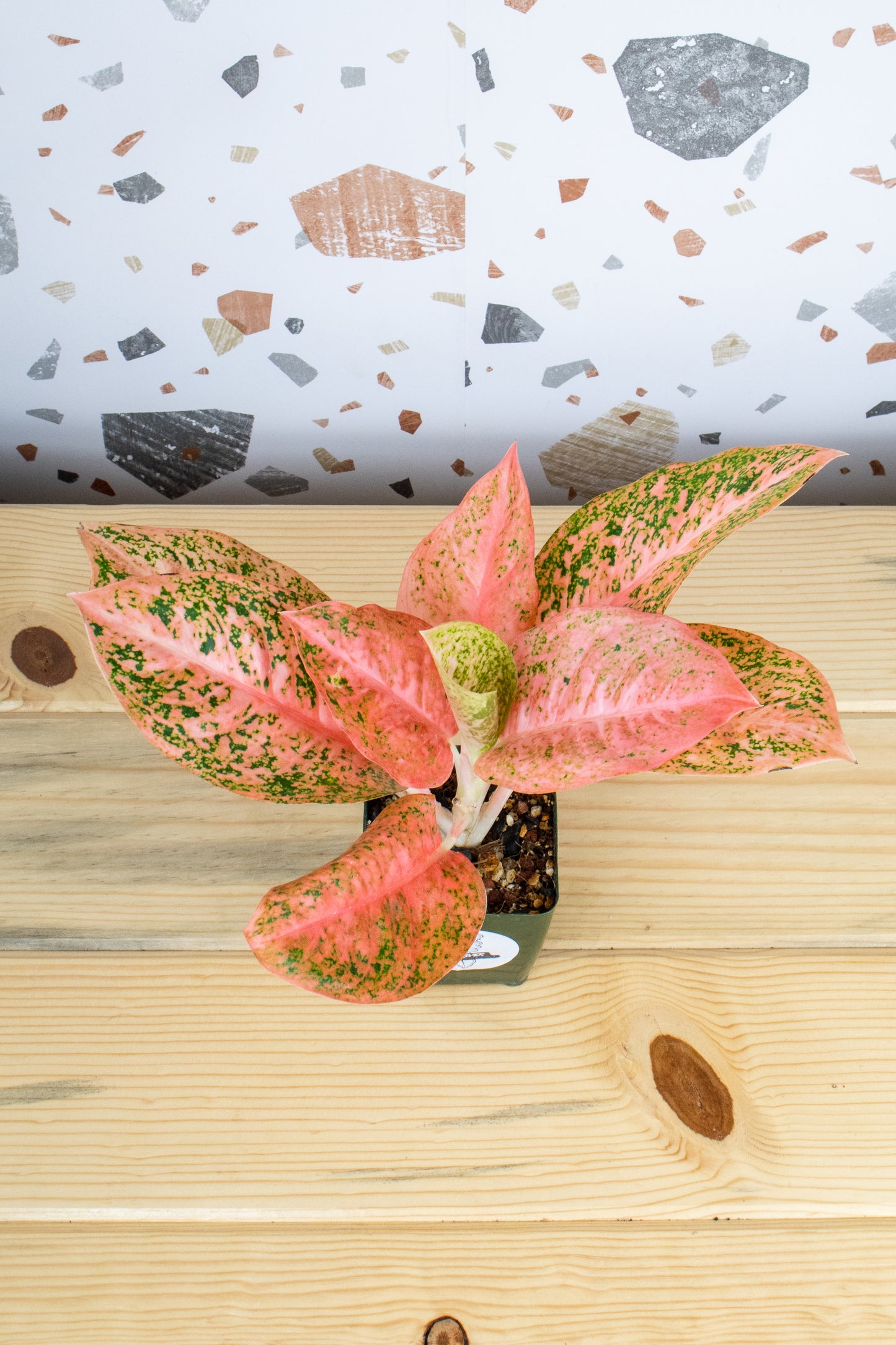 Aglaonema Orange Stardust G2